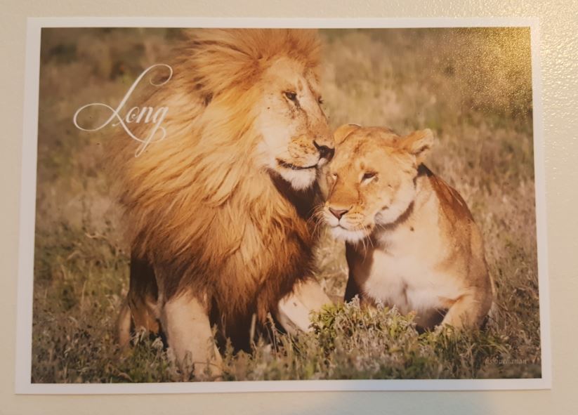 Safari Pictures by Harold Buchanan